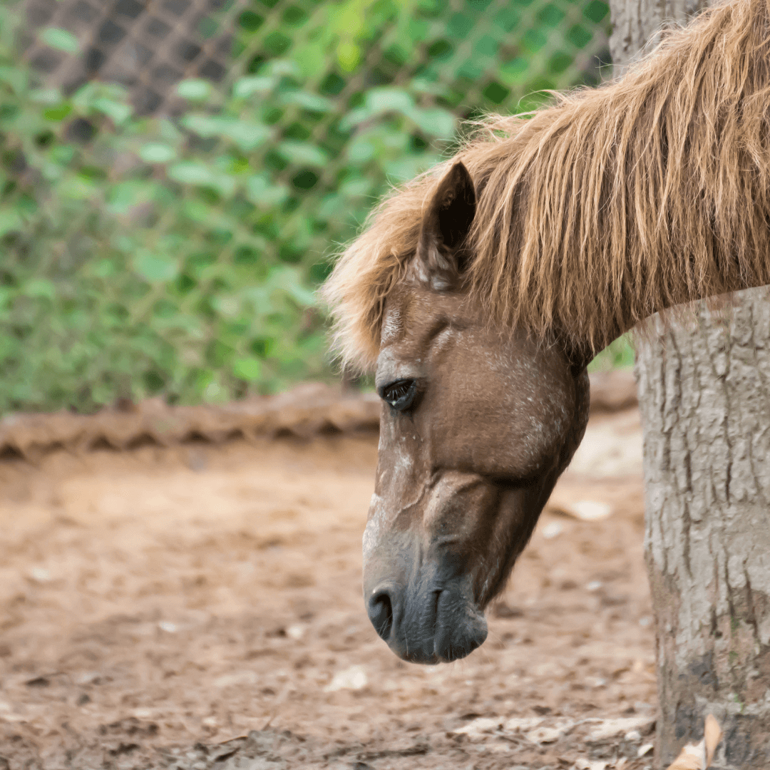 endotoxémie cheval